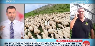 Empresário Yiannis Bourounis em entrevista à emissora grega Star sobre as ovelhas que entraram na sua estufa e comeram centenas de quilos de cannabis.