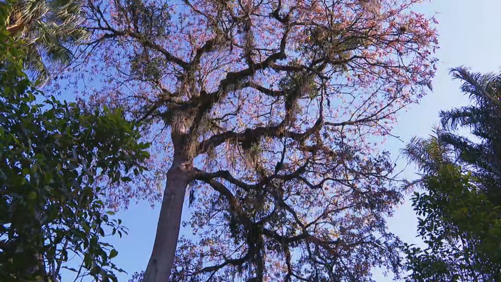 Árvore Sterculia Foetida tem causado mau cheiro nas ruas do Rio — Foto: Reprodução/TV Globo