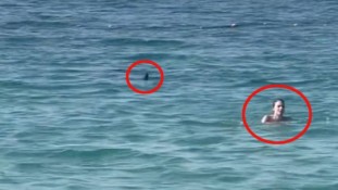Banhista em Dubai não percebe tubarão às suas costas