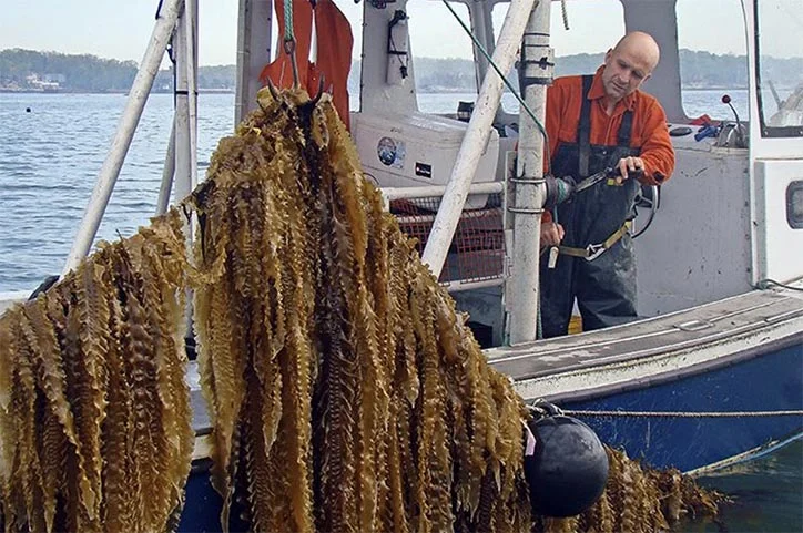 Fazendas de algas marinhas.