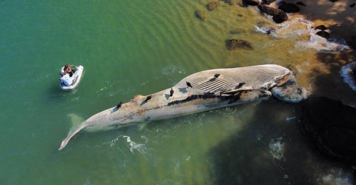 Baleias | Em decomposição uma das baleias foi encontrada na Ilha Anchieta, em Ubatuba | Foto: Felipe Domingos/Instituto Argonauta