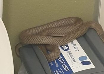 Foto: REPRODUÇÃO/FACEBOOK/SUNSHINE COAST SNAKE CATCHERS 24/7