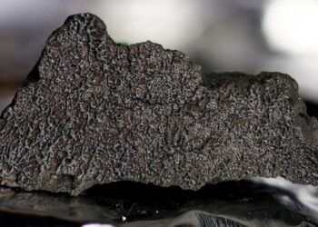 Foto: The trustees of the Natural History Museum