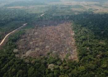 Foto: Divulgação/Operação Verde Brasil 