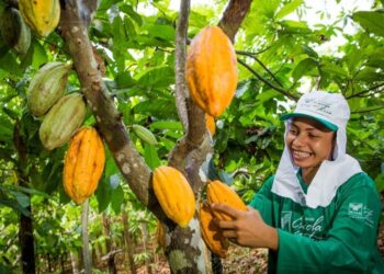 Foto: Divulgação/Associação dos Produtores de Cacau do Estado do Pará (Ascau).