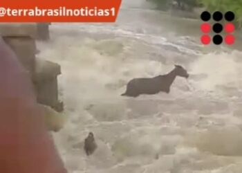 Foto: Reprodução.