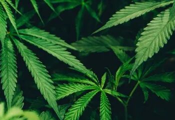 Foto: Matthew Brodeur/Unsplash