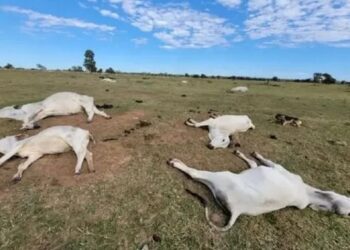 Foto: Divulgação/Iagro.