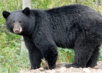 Foto: Reprodução/Metrópoles.