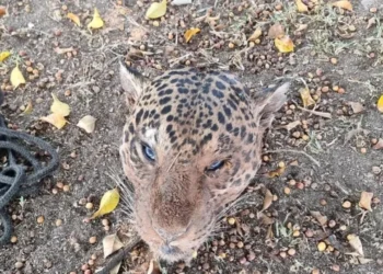 Divulgação / Polícia de Mato Grosso.