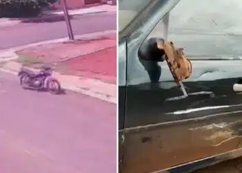 Reprodução.