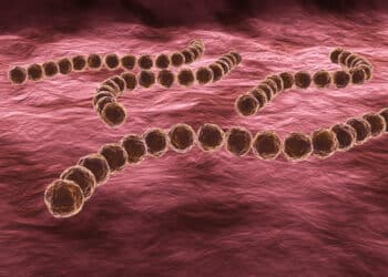Streptococcus pyogenes/istock