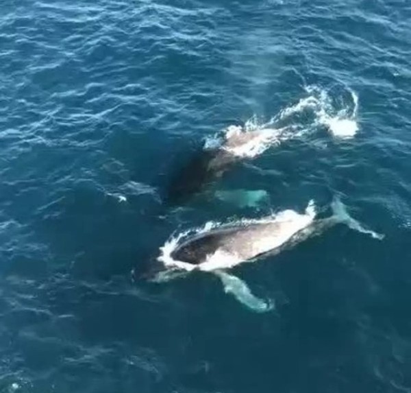 Vídeo mostra chegada de baleias jubartes ao litoral do Rio Grande do Norte — Foto: Reprodução/PROMMARN