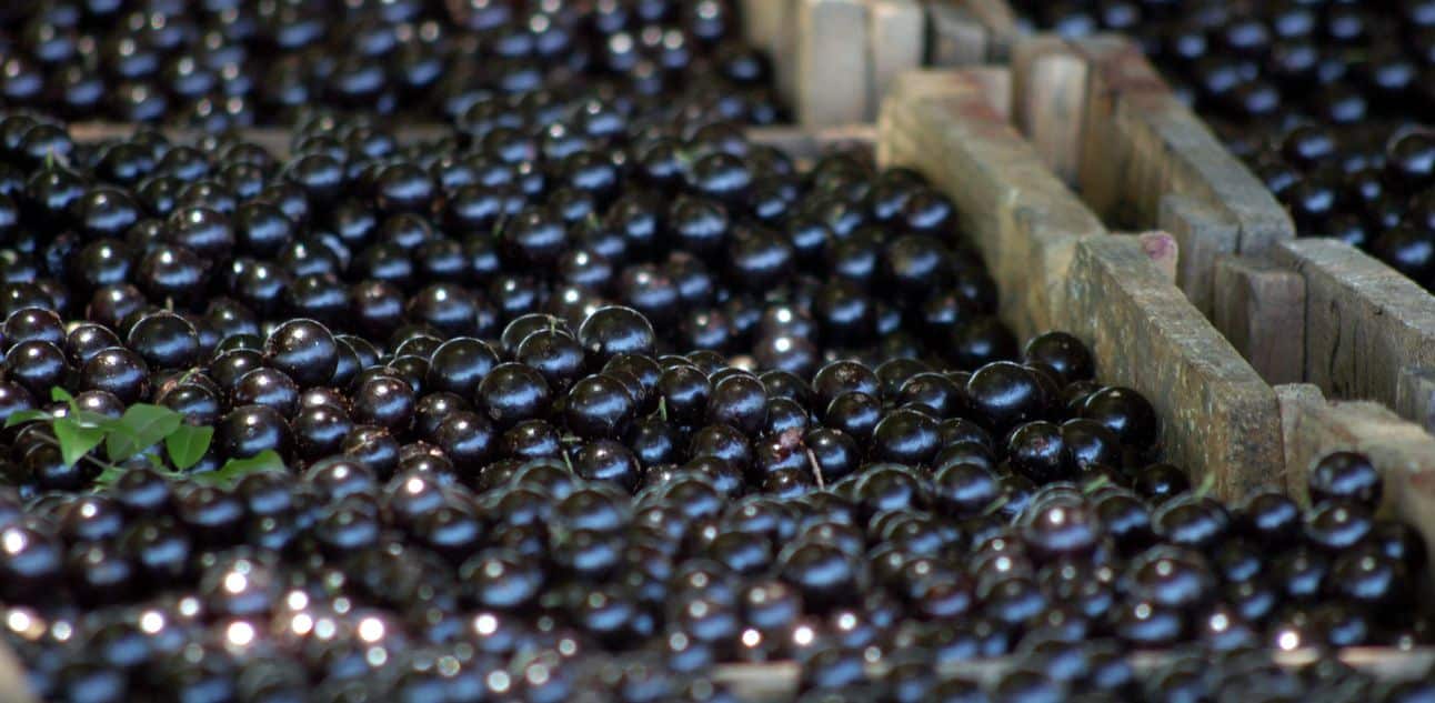 A época de jabuticaba é entre agosto e novembro. Foto: Gustavo Magnusson/AE