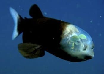 MBARI