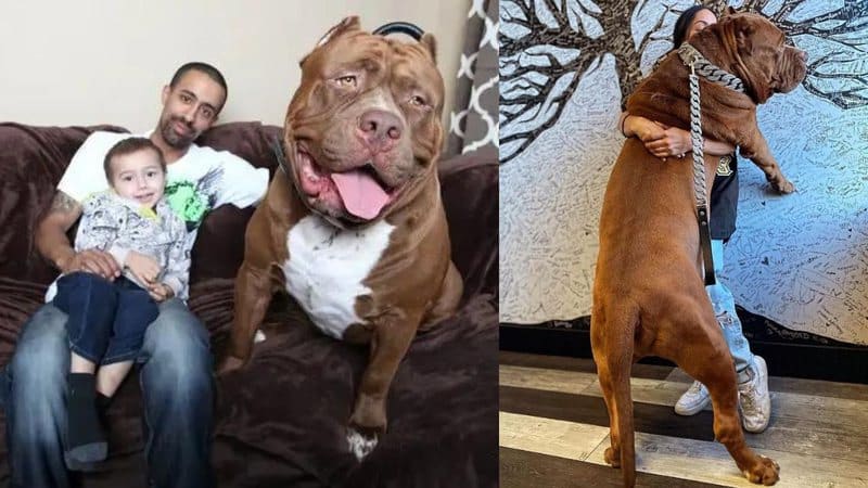 The largest pitbull in the world is recognized by Guinness, and is worth more than 12 million Brazilian reals