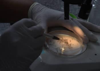 Laboratório de doenças endêmicas analisa larvas de mosquito Aedes aegypti em Guará, no Distrito Federal - Foto: Xinhua/Lucio Tavora