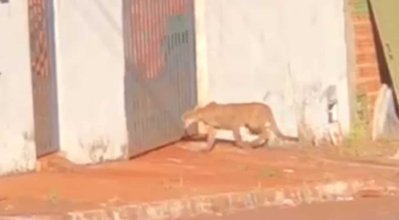 VÍDEO: onça-parda é flagrada pelas ruas em cidade de Goiás; VEJA - Terra  Brasil Notícias