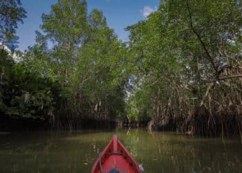 Manguezal próximo ao Quilombo de Mangueiras, na Ilha do Marajó, no Pará. Foto: Giovanna Stael/Folhapress.