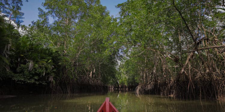 Manguezal próximo ao Quilombo de Mangueiras, na Ilha do Marajó, no Pará. Foto: Giovanna Stael/Folhapress.