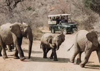 Pilanesberg Park — Foto: Reprodução/Pilanesberg