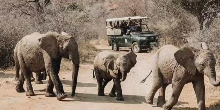 Pilanesberg Park — Foto: Reprodução/Pilanesberg