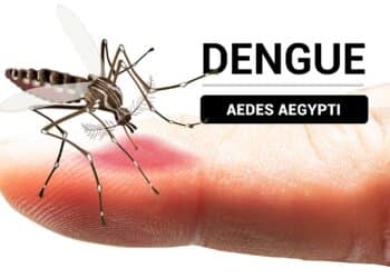DENGUE-Imagem: Reprodução