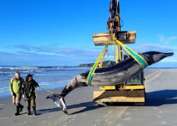 Foto: Handout / New Zealand Department of Conservation / AFP