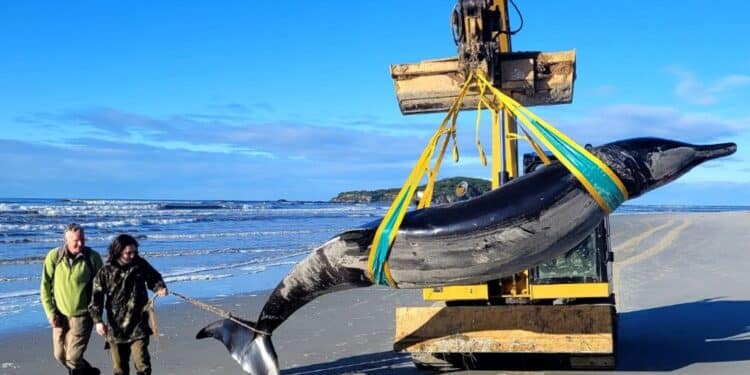 Foto: Handout / New Zealand Department of Conservation / AFP