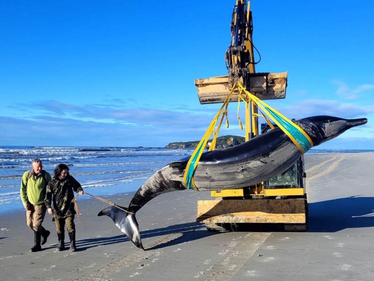 La ballena más rara del mundo fue encontrada muerta