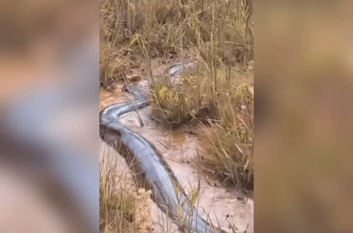 Impressionante: sucuri gigante é encontrada em córrego no interior de Goiás; VEJA VÍDEO