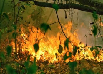 Amazon rain forest fire disaster is burning at a rate scientists have never seen before.