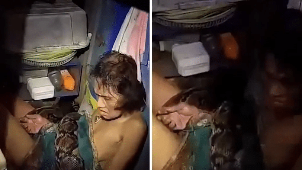 IMAGEM FORTE: mulher luta pela vida após ser atacada por cobra de 4 metros durante horas