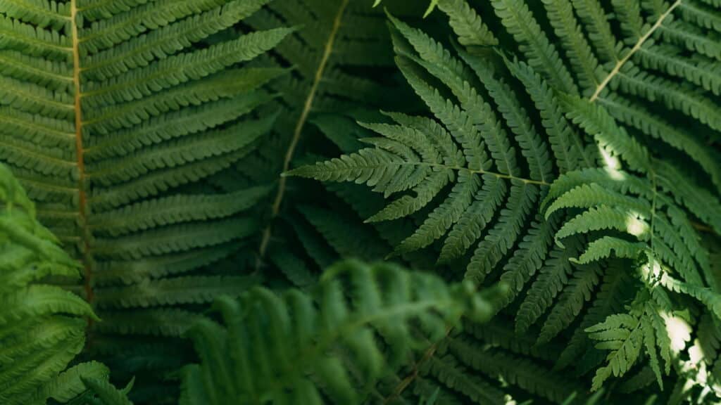 Alerta: descubra as plantas que você deve evitar em casa, segundo especialista