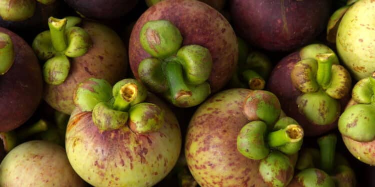 Fresh Mangosteen from tree for delivered to the market. Thailand.