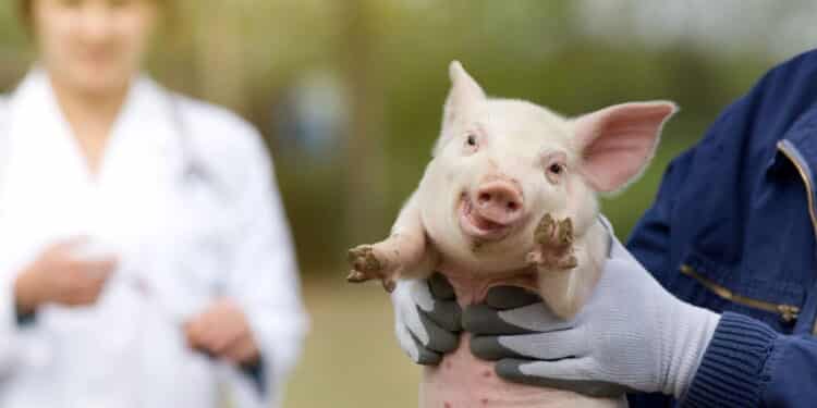 Funny piglet portrait in workers hands, veterinarian in background