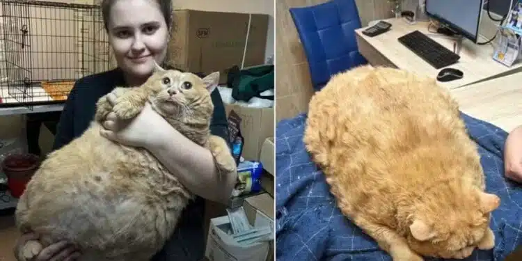 Gato mais obeso do mundo morre com 17kg