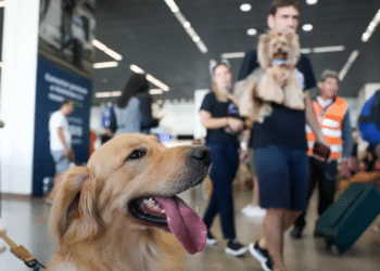 Cachorro em aeroporto / © Fabio Rodrigues-Pozzebom/ Agência Brasil