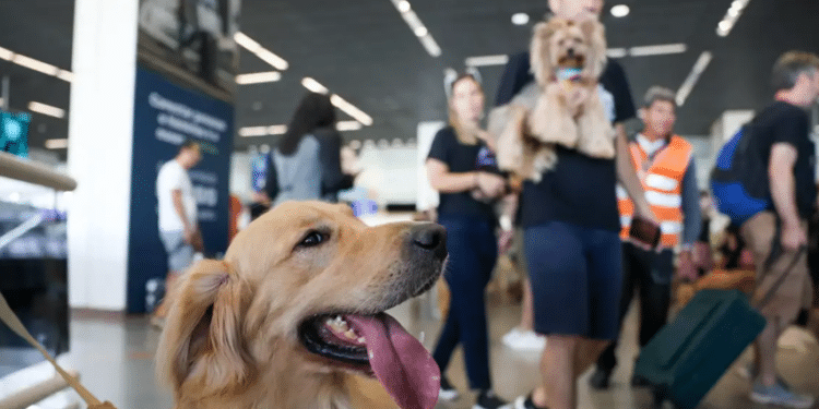 Cachorro em aeroporto / © Fabio Rodrigues-Pozzebom/ Agência Brasil