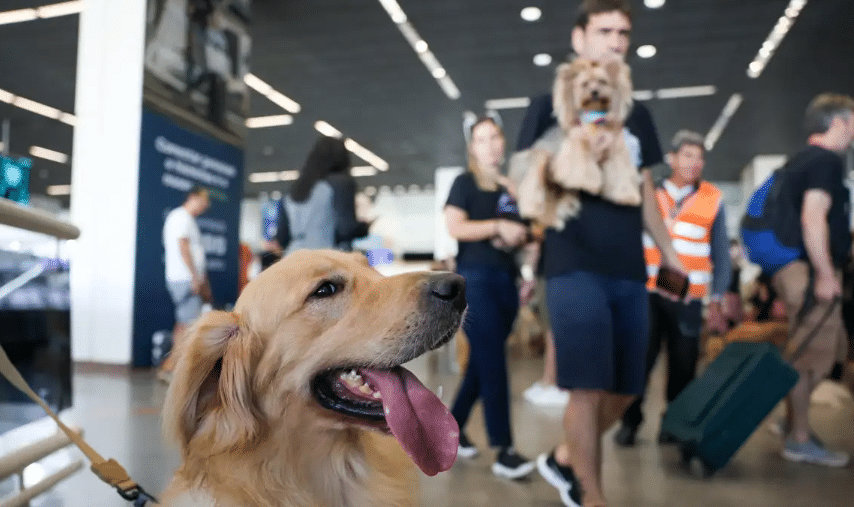 Atenção, donos de pets: novas regras de transporte em aviões são anunciadas pelo governo; veja