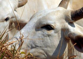 © Arquivo/Agência Brasil