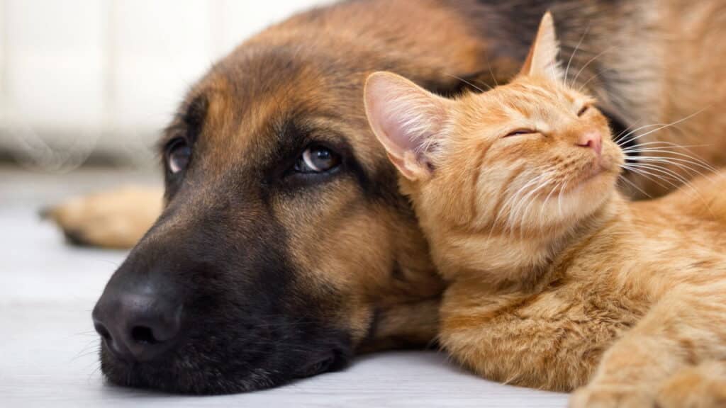 Tratar pet como bebê pode fazer mal? Veja o que os especialistas revelam