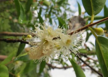 Flor do pé de camu-camu - Créditos: Wikimedia Commons