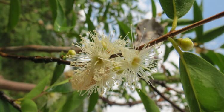 Flor do pé de camu-camu - Créditos: Wikimedia Commons