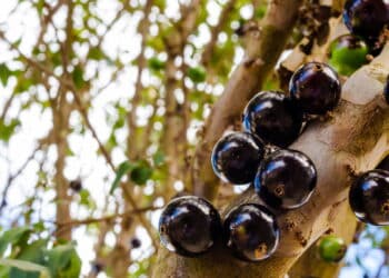 Jabuticaba - Créditos: depositphotos.com / PauloPJ