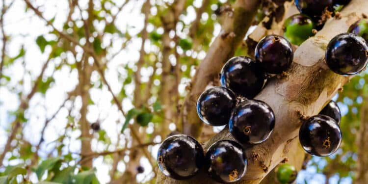 Jabuticaba - Créditos: depositphotos.com / PauloPJ