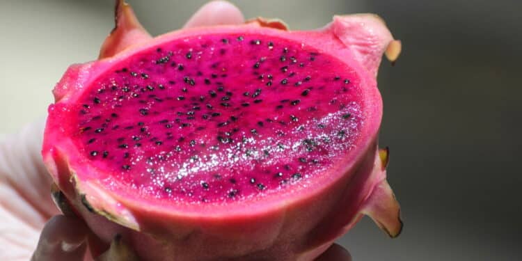 Pitaya - Créditos: depositphotos.com / vbacarin