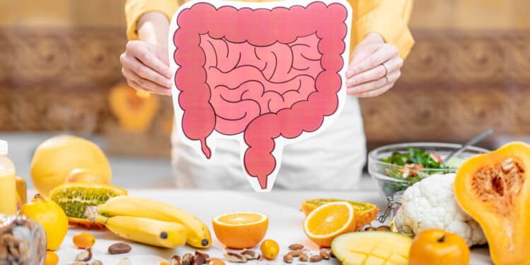 Imagem ilustrativa do intestino, onde os alimentos probióticos agem - Créditos: depositphotos.com / rossandhelen