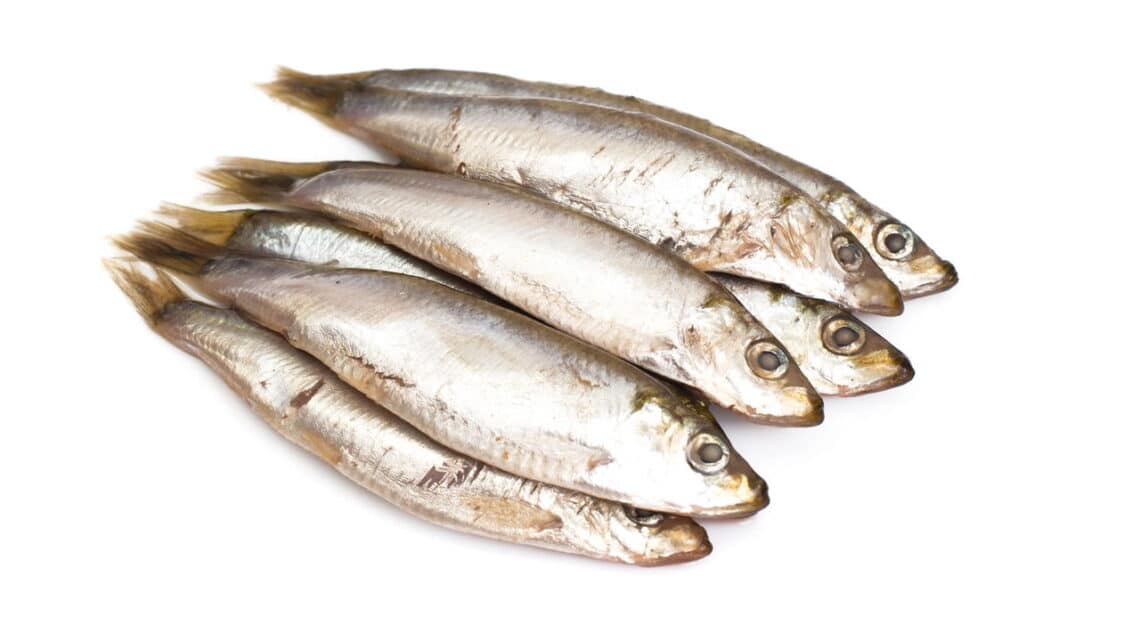 Anchova é considerada o “tesouros do mar” por seus benefícios à saú ...