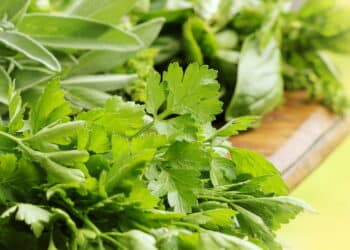 Créditos: depositphotos.com / vaivirga